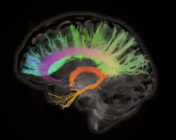 Cranium porte le cingulum : connecter et protéger avec une attention particulière à la régulation.