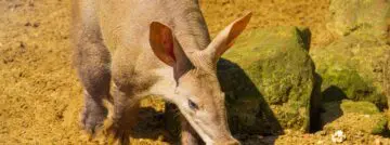 OpenAI présente Aardvark pour détecter les vulnérabilités