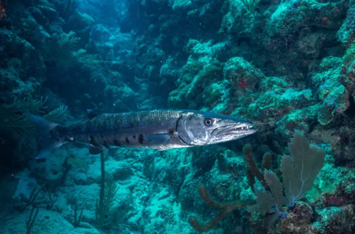 Barracuda intègre un assistant IA dans sa plateforme de cybersécurité