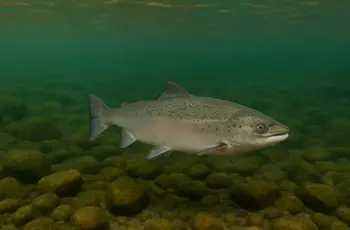 Le superordinateur norvégien Olivia chauffe les fermes locales de saumon avec sa chaleur résiduelle