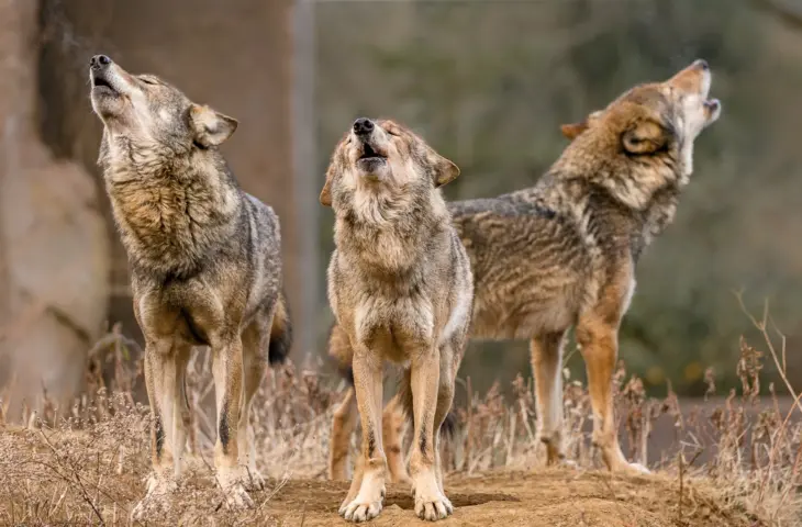 Arctic Wolf apporte la « superintelligence » à la cybersécurité