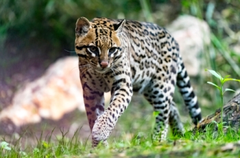 ocelot